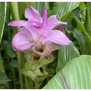 Curcuma Indian Surprise (I.) - Kurkuma