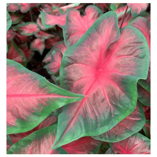 Caladium Royal Flush ® (I.) - Tarkalevél