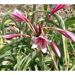 Crinum bulbispermum (I.) - Ernyősliliom