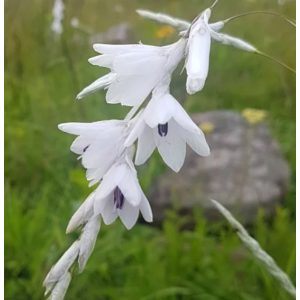 Dierama argyreum (I.) - Pálcavirág