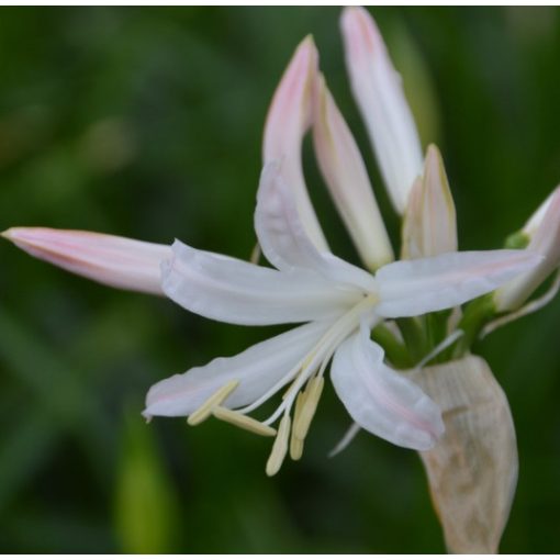 Nerine bowdenii Bioncé (12/+) - Csillogó pirosliliom