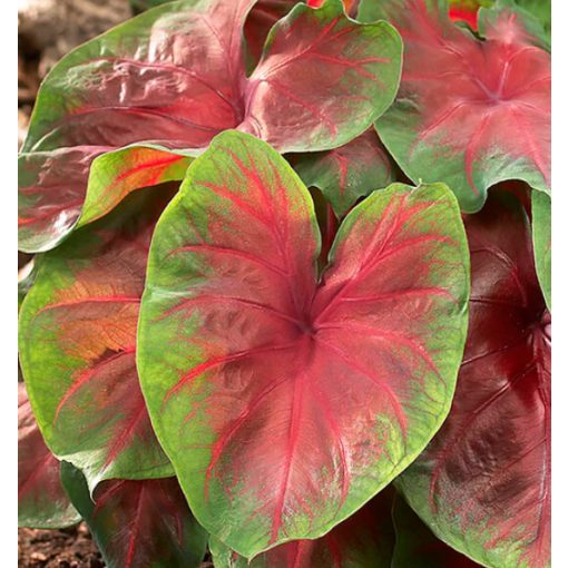 Caladium Buck (I.) - Tarkalevél