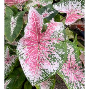 Caladium Pink Cloud (I.) - Tarkalevél