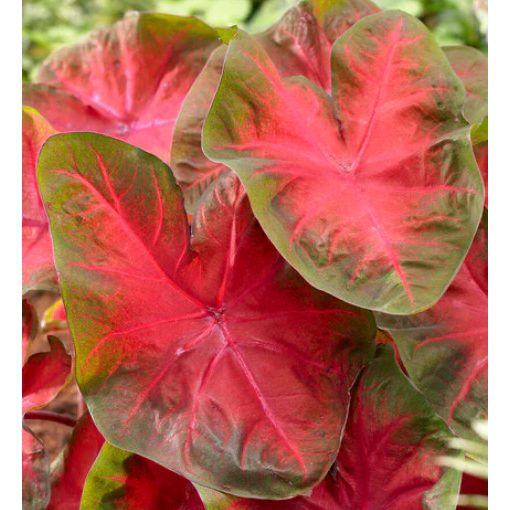 Caladium Poecile Anglais (I.) - Tarkalevél