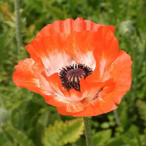 Papaver orientale Pinnacle - Keleti mák