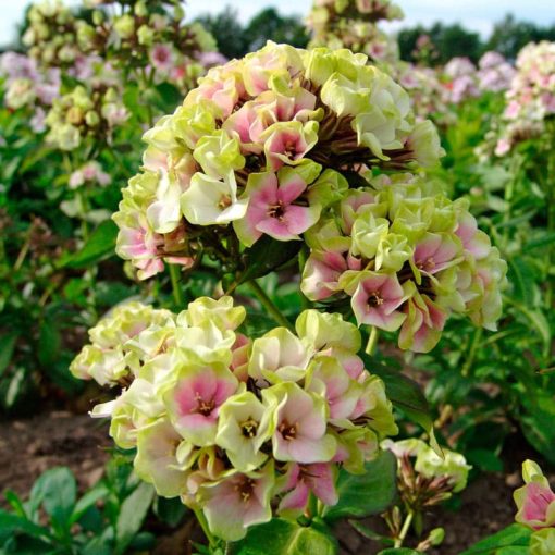 Phlox paniculata Creme de la Creme - Bugás lángvirág