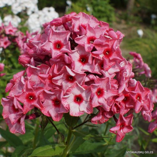 Phlox paniculata Ferris Wheel - Bugás lángvirág