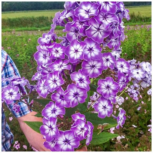 Phlox paniculata Goliath - Bugás lángvirág