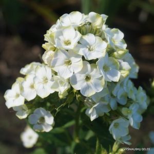 Phlox paniculata Green Expectations - Bugás lángvirág