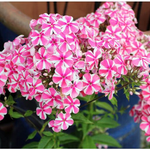 Phlox paniculata Peppermint Twist - Bugás lángvirág