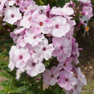 Phlox paniculata Picasso - Bugás lángvirág