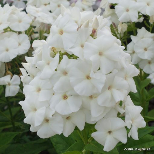 Phlox paniculata Pina Colada - Bugás lángvirág