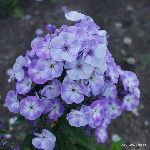 Phlox paniculata Younique Grey Blue White - Bugás lángvirág