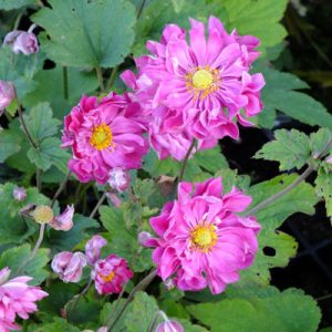 Anemone hybrida Rötkappchen - Szellőrózsa