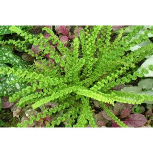 Athyrium filix-femina Frizelliae - Hölgypáfrány