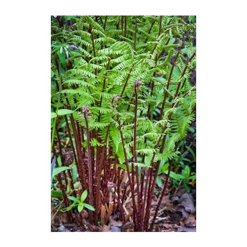 Athyrium filix-femina Lady in Red - Hölgypáfrány