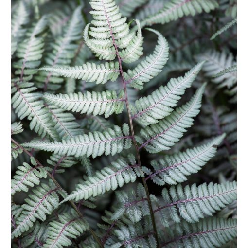 Athyrium nipponicum var. pictum Metallcium - Japán hölgypáfrány