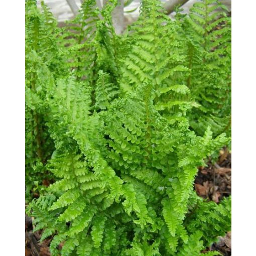 Dryopteris affinis Crispa - Pelyvás pajzsika