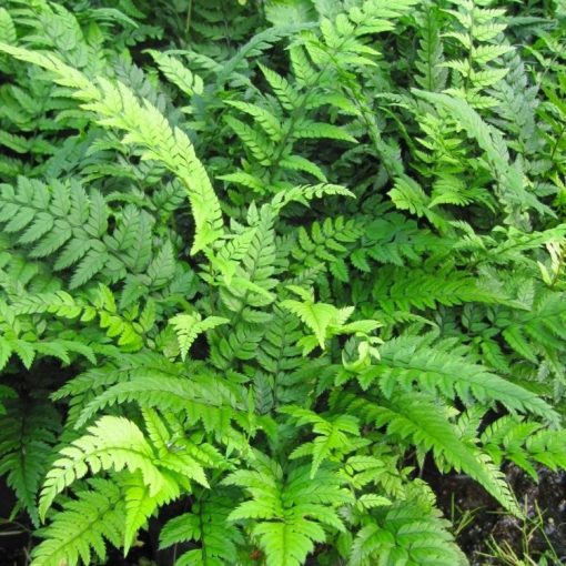 Polystichum tsus-simense - Koreai sziklapáfrány