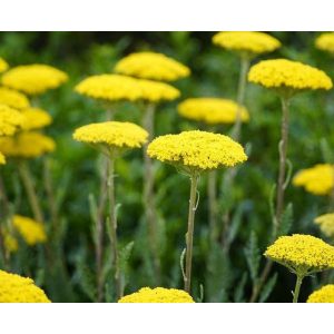 Achillea Cloth of Gold - Cickafark