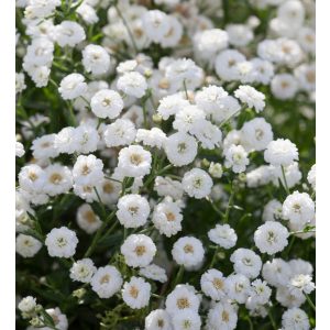 Achillea ptarmica The Pearl - Cickafark