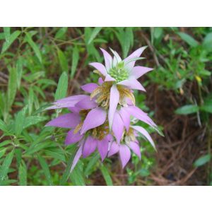 Monarda punctata - Méhbalzsam