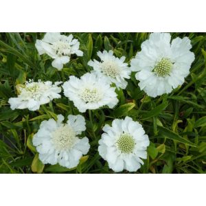 Scabiosa caucasica Perfecta Alba - Kaukázusi ördögszem