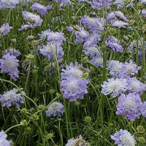   Scabiosa caucasica Perfecta Mid Blue - Kaukázusi ördögszem