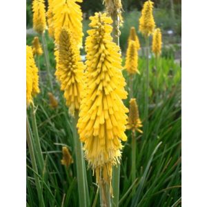 Kniphofia Minister Verschuur - Fáklyaliliom