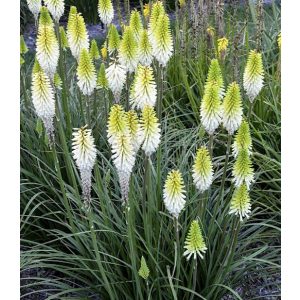 Kniphofia White Selection - Fáklyaliliom