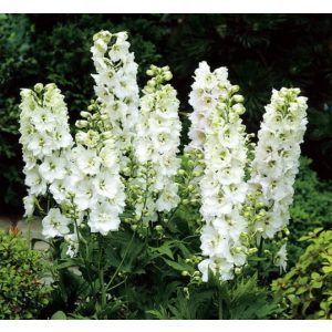 Delphinium Magic Fountain Pure White - Évelő szarkaláb