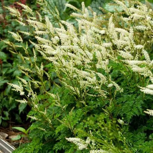 Aruncus aethuisifolius - Erdei tündérfürt