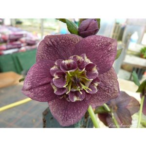 Helleborus Anemone Strain Dark Shades - Hunyor