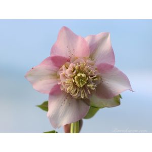 Helleborus Anemone Strain Pink Shades - Hunyor