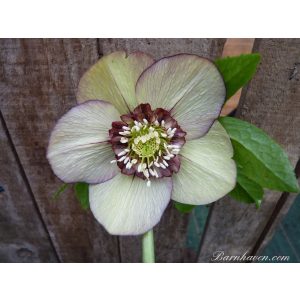 Helleborus Anemone Strain Red and Green Shades - Hunyor