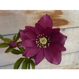 Helleborus Dark Red Double Strain - Hunyor