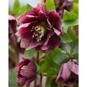 Helleborus Double Ellen Red - Hunyor