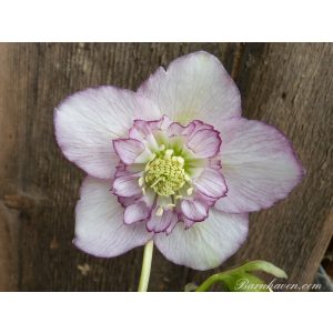 Helleborus Semi-Double Strain - Hunyor