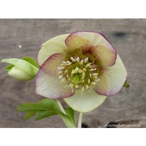 Helleborus Single Apricot Strain - Hunyor