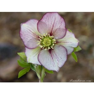 Helleborus Single Picotee Strain Light Shades - Hunyor