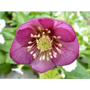 Helleborus Single Pink Strain - Hunyor