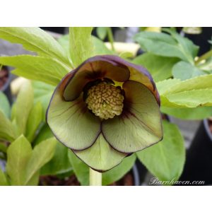 Helleborus Single Red and Green Strain - Hunyor