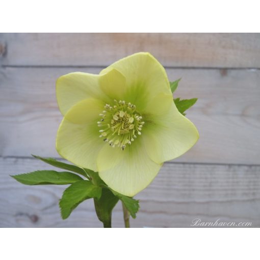 Helleborus Single Yellow Strain - Hunyor