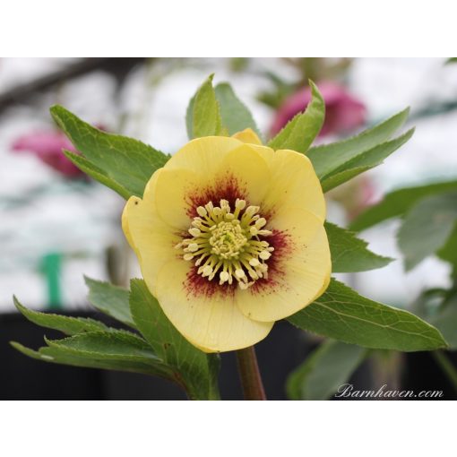 Helleborus Single Yellow with Red Centres - Hunyor