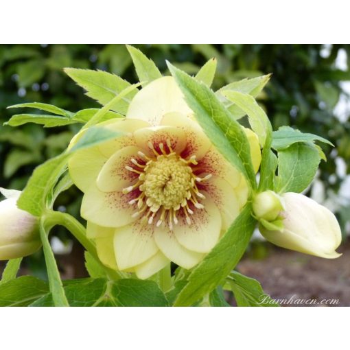 Helleborus Yellow Spotted Double Strain - Hunyor