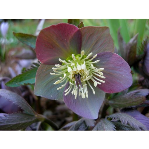 Helleborus purpurascens - Hunyor