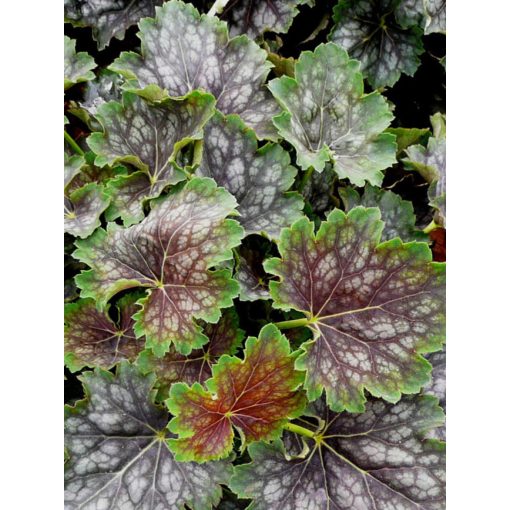 Heuchera Marvelous Marble - Tűzgyöngyvirág