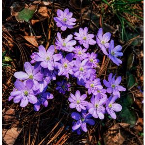 Hepatica nobilis Fliederkinder - Májvirág