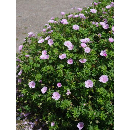 Geranium striatum - Gólyaorr