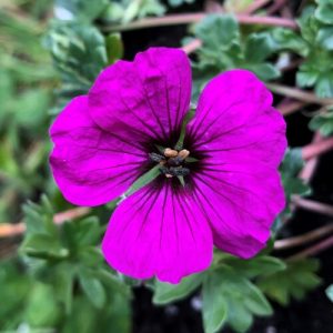 Geranium subcaulescens - Gólyaorr